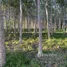  Land for sale in El Porvenir Atlantida, El Porvenir, Atlantida, Honduras