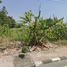  Land for sale in Rayong, Ban Khai, Ban Khai, Rayong