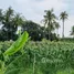  Land for sale in Mueang Chon Buri Chon Buri, Nong Ri