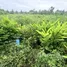  Land for sale in Chak Phong, Rayong, Chak Phong, Klaeng