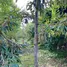  Land for sale in Bang Krang, Nonthaburi, Bang Krang, Mueang Nonthaburi, Nonthaburi