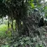 ขายที่ดิน ใน หนองยาว, สระบุรี, หนองยาว, เมืองสระบุรี, สระบุรี, ไทย