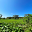  Land for sale in Laguna, Choeng Thale, Choeng Thale