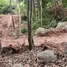  Grundstück zu verkaufen in Koh Phangan, Surat Thani, Koh Tao