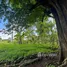  Land for sale in Pa Khlok, Phuket, Pa Khlok