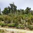 在Los Lagos出售的 土地, Ancud, Chiloe, Los Lagos