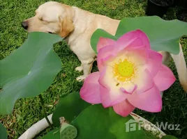 วิลล่า 4 ห้องนอน ให้เช่า ในโครงการ คอร์ทยาร์ด วิลล่า พระราม 9-วงแหวน, สะพานสูง, สะพานสูง, กรุงเทพมหานคร