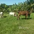  Terreno (Parcela) en venta en Valenca, Bahia, Valenca, Valenca, Bahia