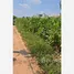 ขายที่ดิน ใน วังขนาย, กาญจนบุรี, วังขนาย, ท่าม่วง, กาญจนบุรี