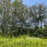  Land for sale in Phuket, Pa Khlok, Thalang, Phuket