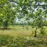  Land for sale in Suan Taeng, Chumphon, Suan Taeng, Lamae, Chumphon