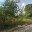  Land for sale in Pathum Thani, Chiang Rak Noi, Sam Khok, Pathum Thani