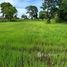  Land for sale in Non Sung, Nakhon Ratchasima, Don Wai, Non Sung