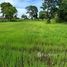  Terrain for sale in Nakhon Ratchasima, Don Wai, Non Sung, Nakhon Ratchasima