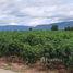  Земельный участок for sale in Kho Khlan, Sa Kaeo, Kho Khlan, Ta Phraya, Sa Kaeo