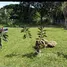  Land for sale in Nam Phrae, Chiang Mai, Nam Phrae, Hang Dong, Chiang Mai