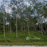  Terrain for sale in Nakhon Si Thammarat, Na San, Phra Phrom, Nakhon Si Thammarat