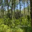  Land for sale in Phuket, Pa Khlok, Thalang, Phuket