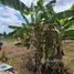  Land for sale in Nong Khwai, Chiang Mai, Nong Khwai