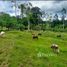  Land for sale in Limon, Matina, Limon