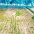  Land for sale in Klaeng, Rayong, Klaeng, Mueang Rayong
