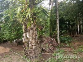  Land for sale in Phangnga, Rommani, Kapong, Phangnga