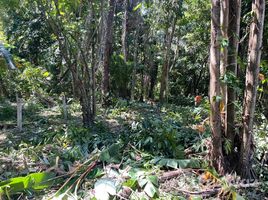  Grundstück zu verkaufen in Thalang, Phuket, Si Sunthon