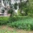  Land for sale in Thailand, Pru Yai, Mueang Nakhon Ratchasima, Nakhon Ratchasima, Thailand