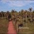  Grundstück zu verkaufen in Bang Saphan Noi, Prachuap Khiri Khan, Sai Thong, Bang Saphan Noi, Prachuap Khiri Khan