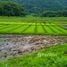  Terreno (Parcela) en venta en Tha Sut, Mueang Chiang Rai, Tha Sut