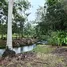 6 Bedroom House for sale in Guacimo Limon, Guacimo, Limon