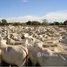  Grundstück zu verkaufen in Pocone, Mato Grosso, Pocone