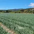  Terreno (Parcela) en venta en Honduras, Sinuapa, Ocotepeque, Honduras