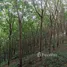  Land for sale in Bang Muang, Phangnga, Bang Muang, Takua Pa, Phangnga