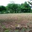  Land for sale in Ubon Ratchathani, Song, Nam Yuen, Ubon Ratchathani