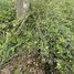  Земельный участок for sale in Wang Bua, Kamphaeng Phet, Wang Bua, Khlong Khlung, Kamphaeng Phet