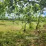  Land for sale in Suan Taeng, Chumphon, Suan Taeng, Lamae, Chumphon