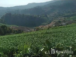 ขายที่ดิน ใน แม่นาเติง, แม่ฮ่องสอน, แม่นาเติง, ปาย