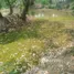  Land for sale in Na Kaeo, Lampang, Na Kaeo