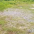  Land for sale in Choeng Thale, Phuket, Choeng Thale
