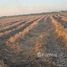  Land for sale in Thephalai, Nakhon Ratchasima, Thephalai, Khong, Nakhon Ratchasima