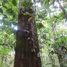  Terreno for sale in Brasil, Tefé, Tefé, Amazonas, Brasil