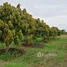  Terrain for sale in Pran Buri, Prachuap Khiri Khan, Nong Ta Taem, Pran Buri