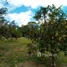  Terreno for sale in Amazonas, Presidente Figueiredo, Presidente Figueiredo, Amazonas