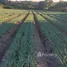  Terreno (Parcela) en venta en Honduras, Sinuapa, Ocotepeque, Honduras