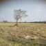  Land for sale in Lop Buri, Dong Din Daeng, Nong Muang, Lop Buri