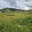  Land for sale in Choeng Thale, Phuket, Choeng Thale