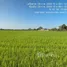 ขายที่ดิน ใน ท่าช้าง, พิษณุโลก, ท่าช้าง, พรหมพิราม, พิษณุโลก, ไทย