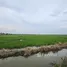  Land for sale in Ban Ko, Phra Nakhon Si Ayutthaya, Ban Ko, Phra Nakhon Si Ayutthaya, Phra Nakhon Si Ayutthaya