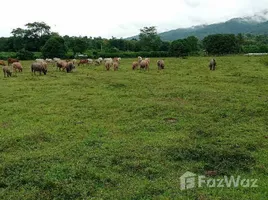  Land for sale in Thung Chang, Nan, Thung Chang, Thung Chang